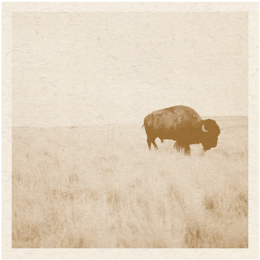 Buffalo Print