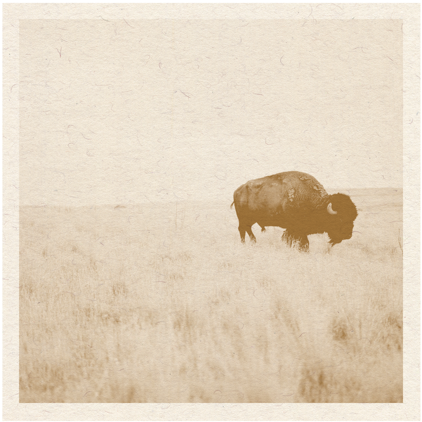 Buffalo Print