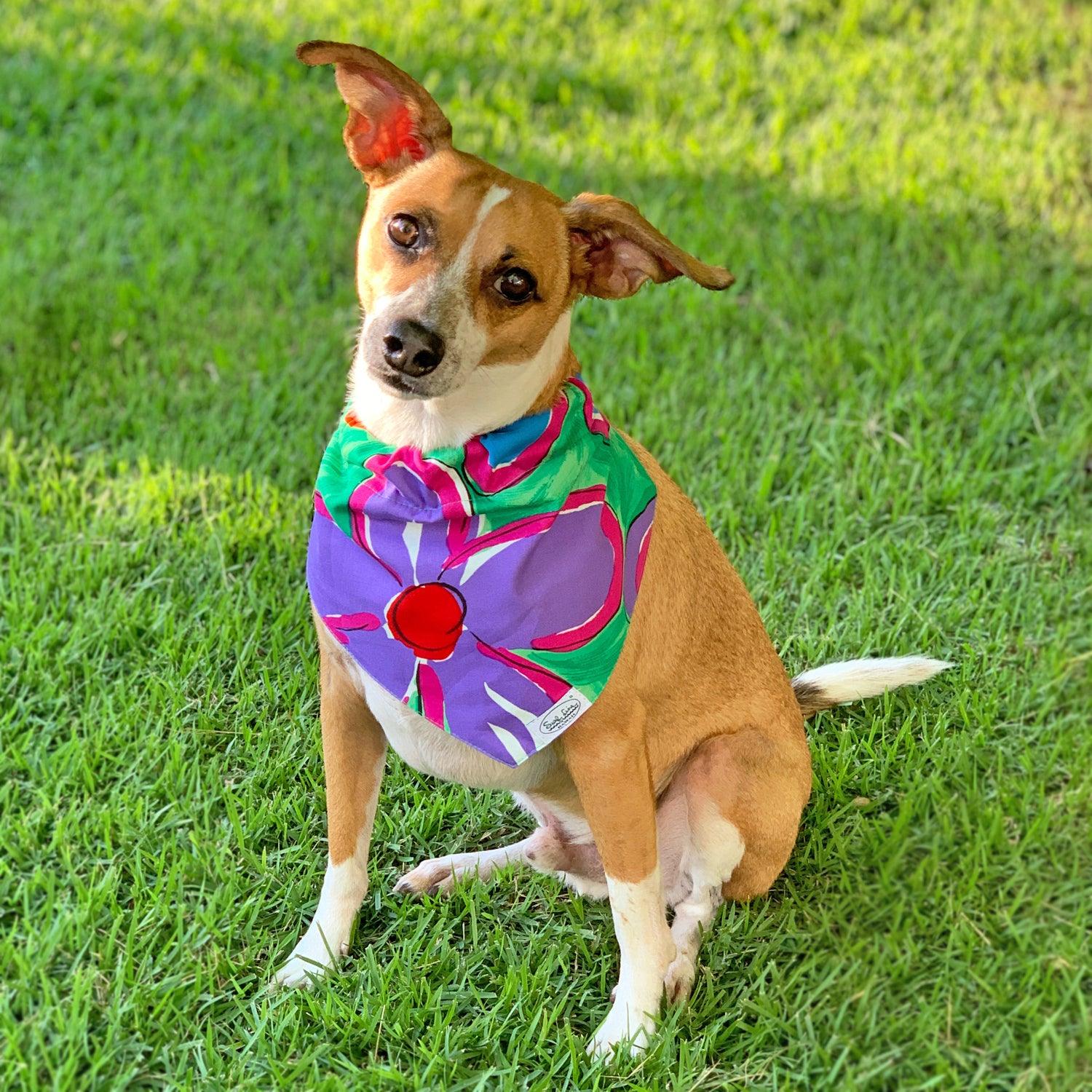 Dog Park Must-Haves